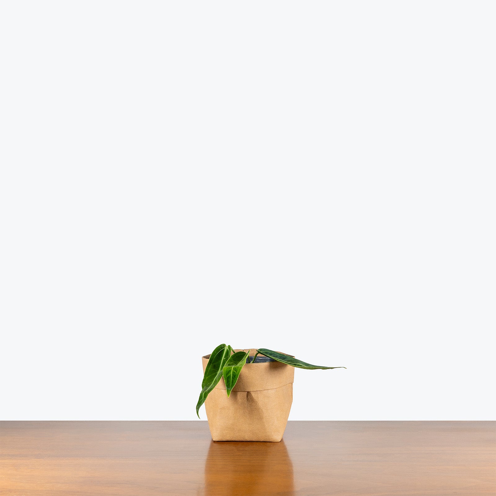 Anthurium Warocqueanum Dark Form | Queen Anthurium | Care Guide and Pro Tips - Delivery from Toronto across Canada - JOMO Studio