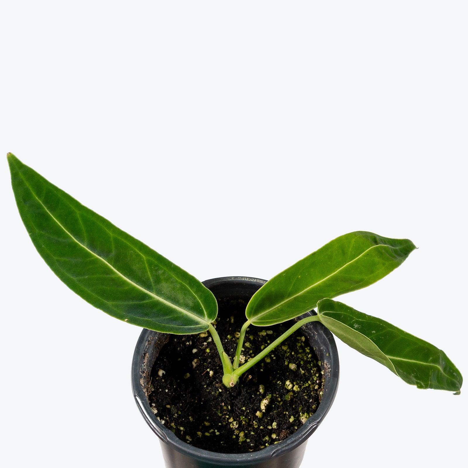 Anthurium Warocqueanum Dark Form | Queen Anthurium | Care Guide and Pro Tips - Delivery from Toronto across Canada - JOMO Studio