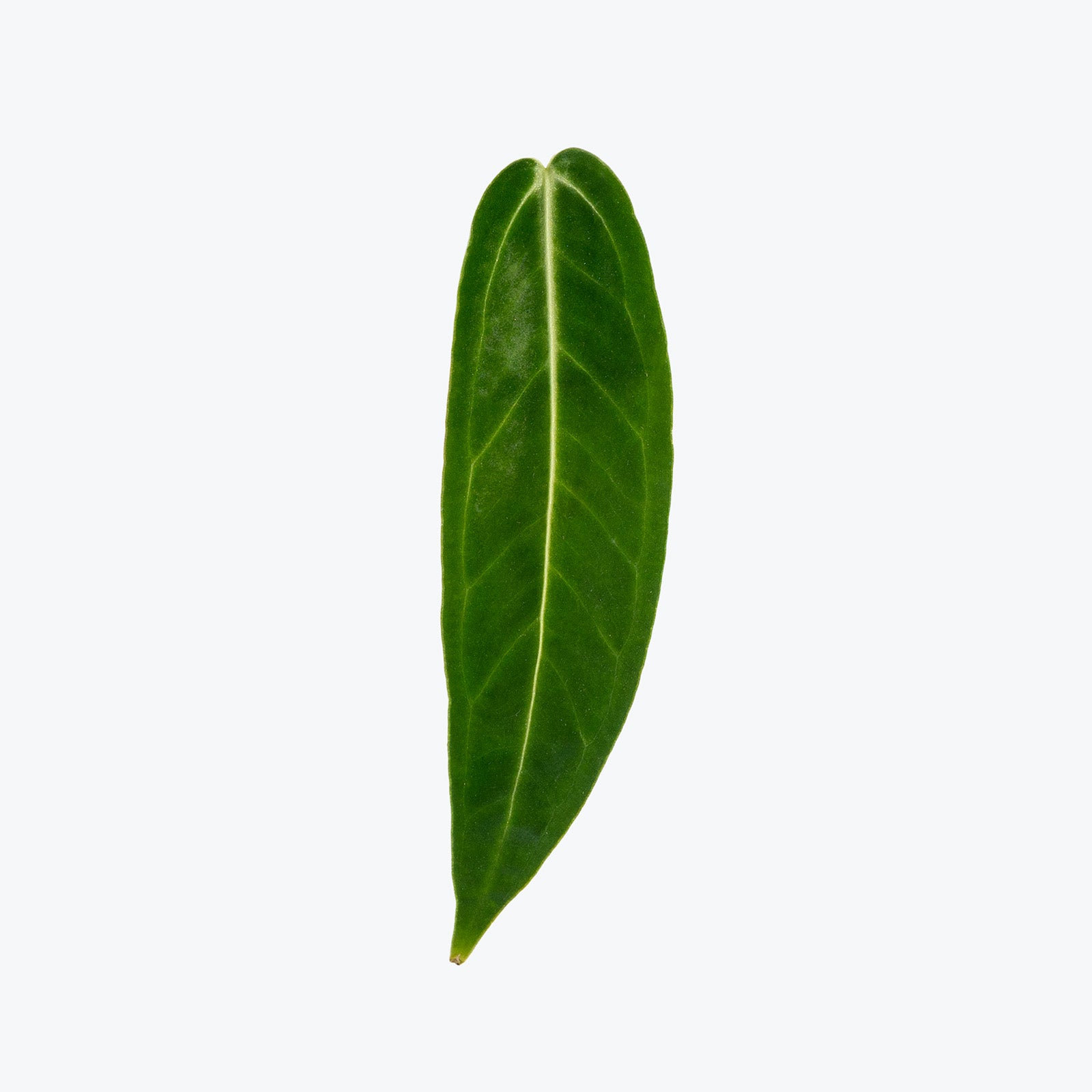 Anthurium Warocqueanum Dark Form | Queen Anthurium | Care Guide and Pro Tips - Delivery from Toronto across Canada - JOMO Studio