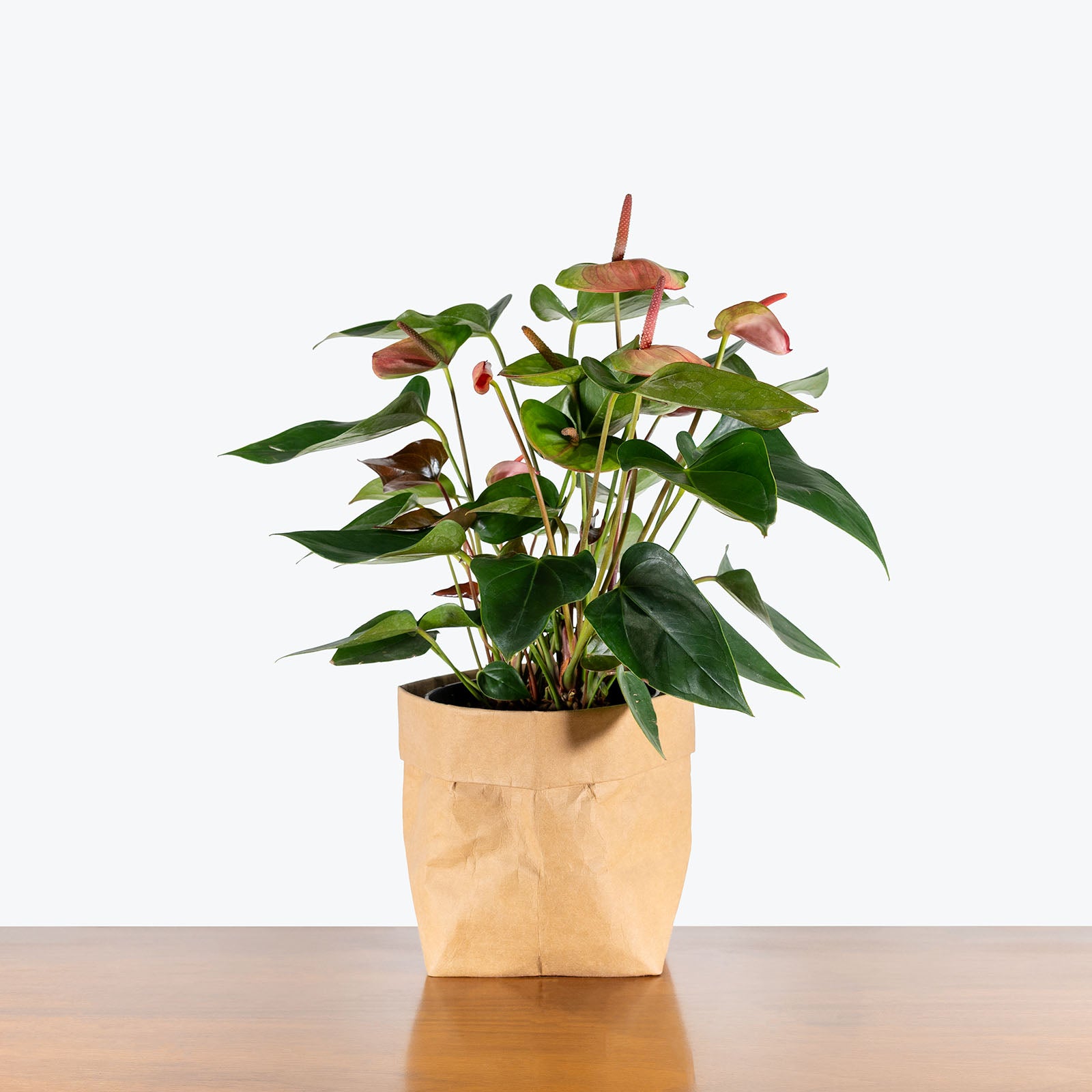 Anthurium Watermelon | Care Guide and Pro Tips - Delivery from Toronto across Canada - JOMO Studio