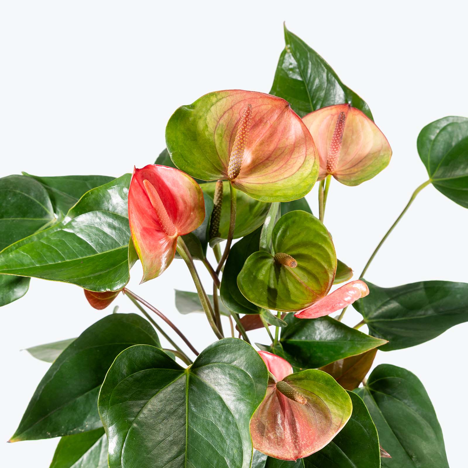 Anthurium Watermelon | Care Guide and Pro Tips - Delivery from Toronto across Canada - JOMO Studio