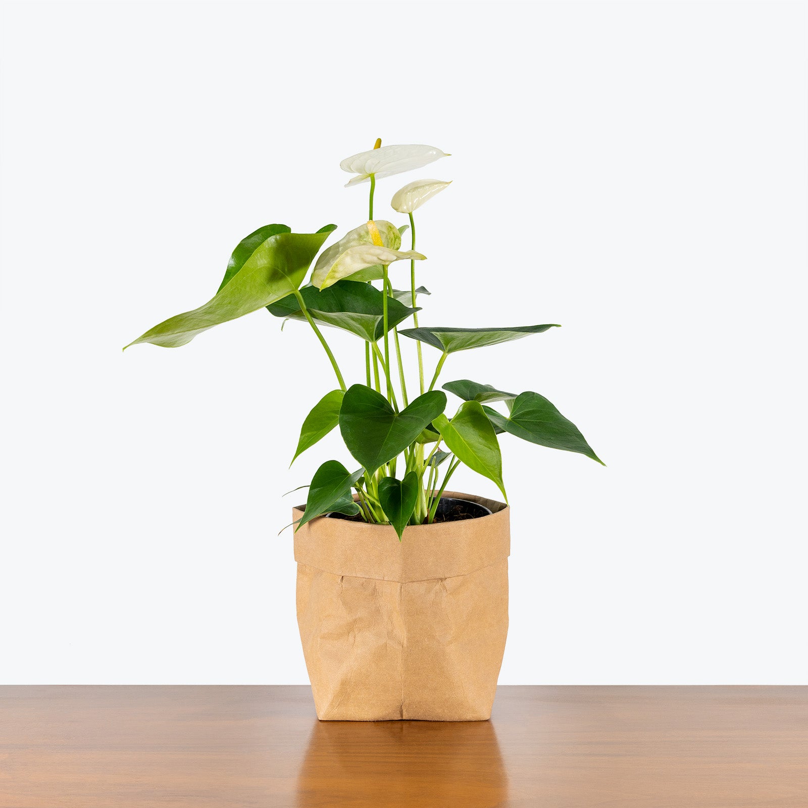 Anthurium White - House Plants Delivery Toronto - JOMO Studio