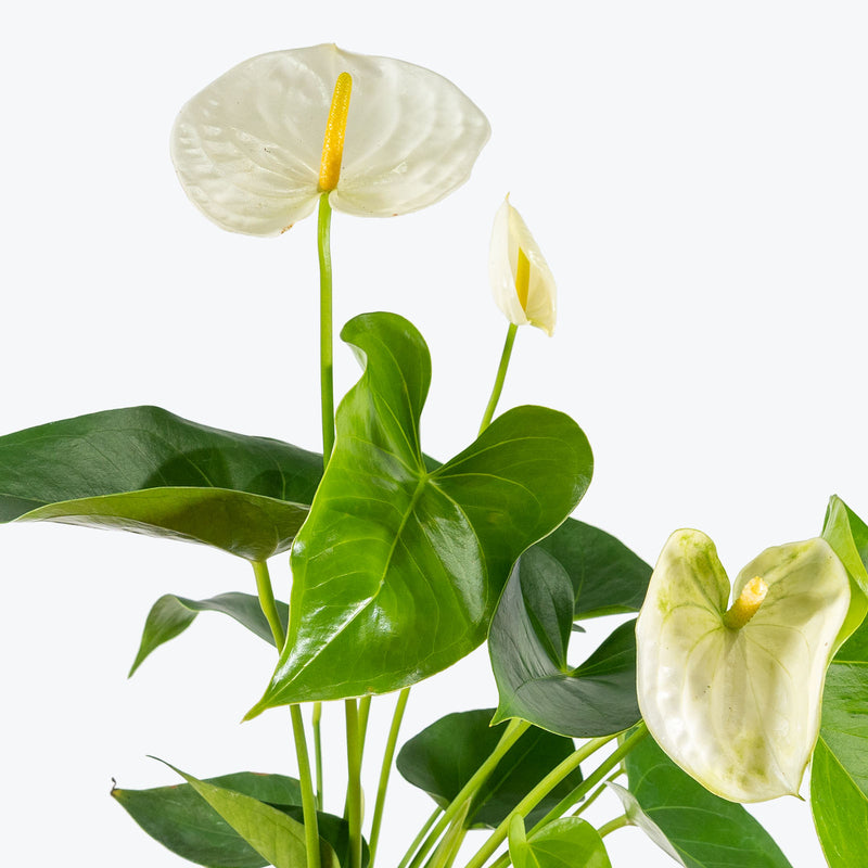 Anthurium White - House Plants Delivery Toronto - JOMO Studio