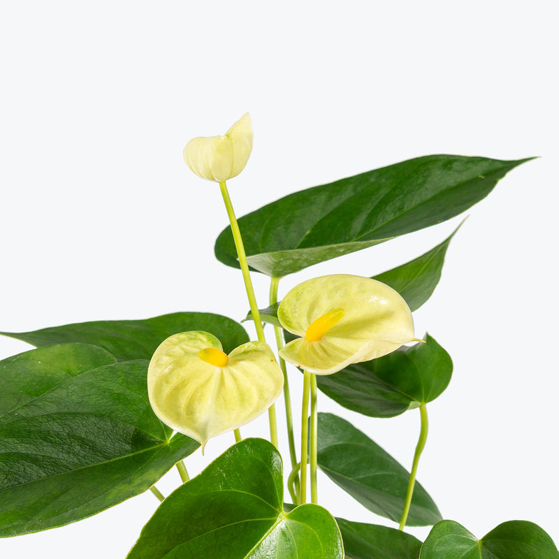 Anthurium Yellow Vanilla | Care Guide and Pro Tips - Delivery from Toronto across Canada - JOMO Studio