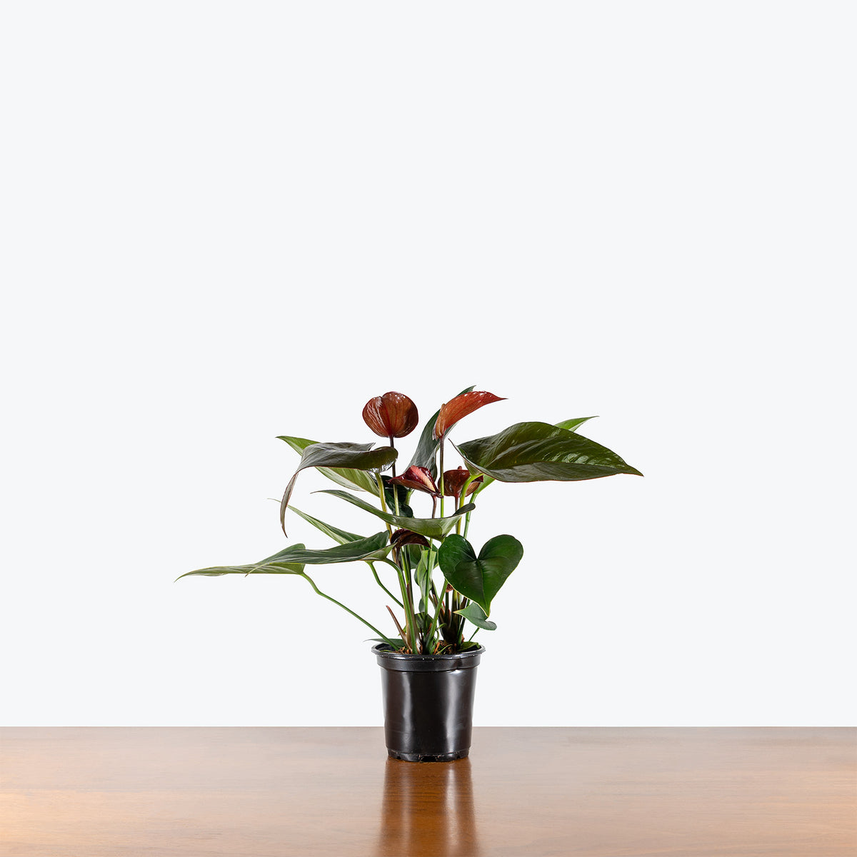Anthurium Black | Care Guide and Pro Tips - Delivery from Toronto across Canada - JOMO Studio