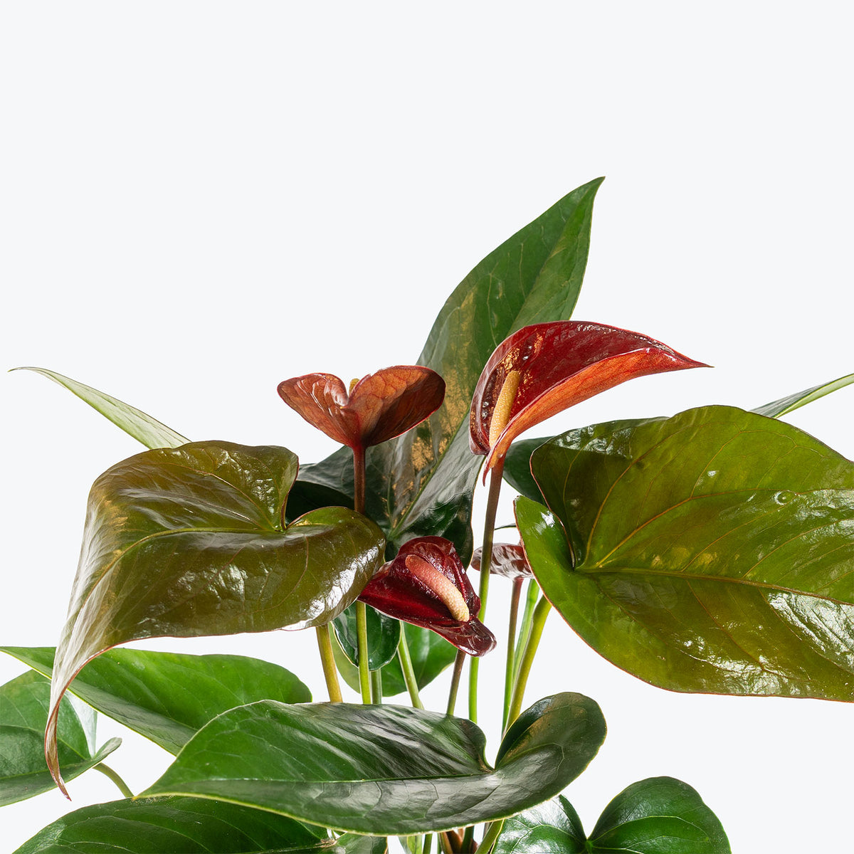 Anthurium Black | Care Guide and Pro Tips - Delivery from Toronto across Canada - JOMO Studio