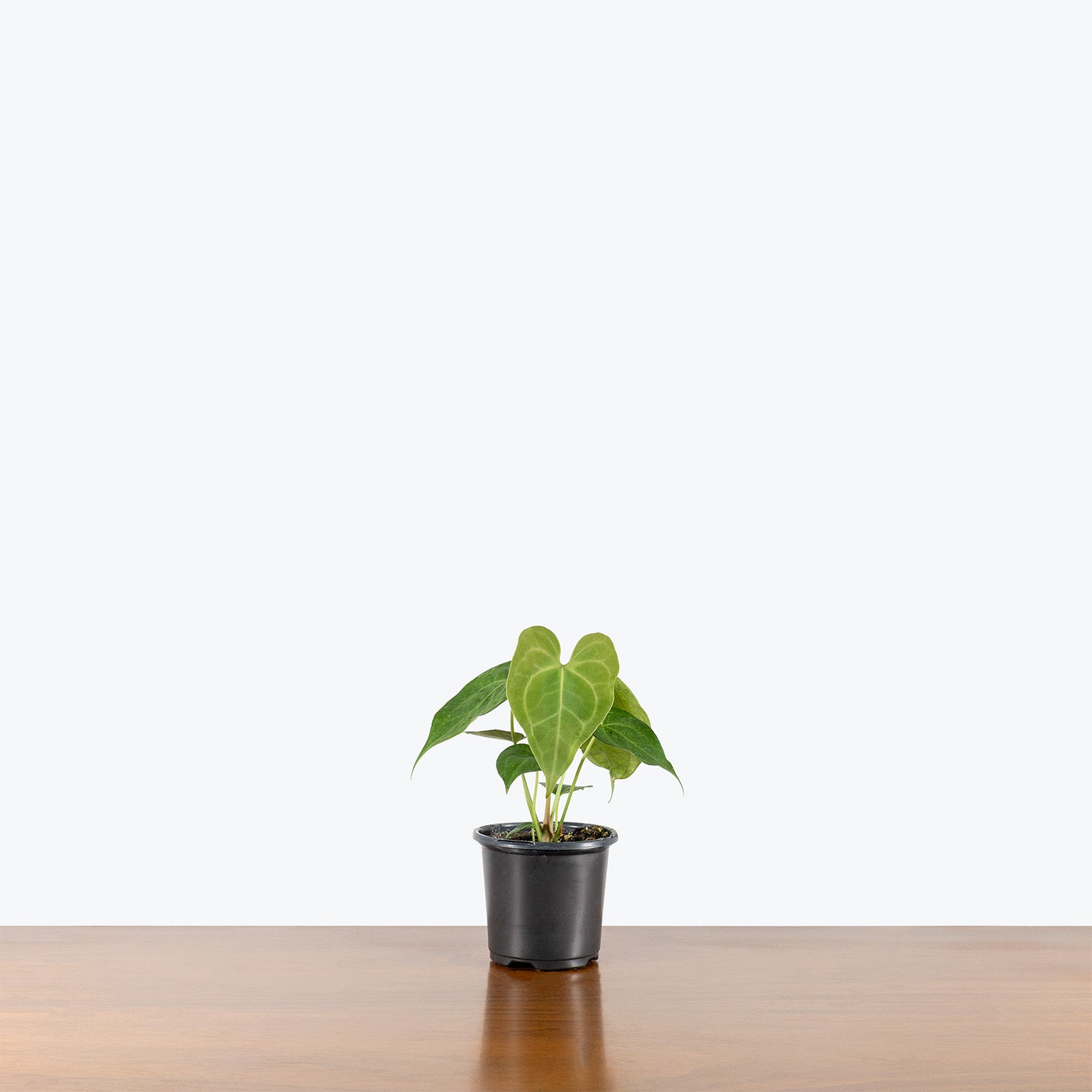 Anthurium Clarinervium | Care Guide and Pro Tips - Delivery from Toronto across Canada - JOMO Studio