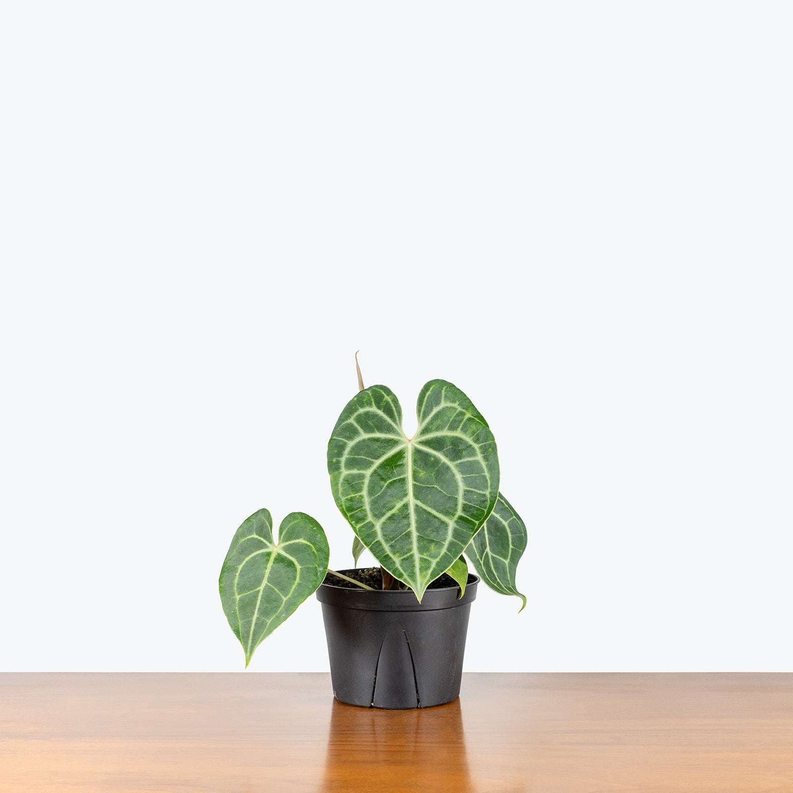 Anthurium Clarinervium | Care Guide and Pro Tips - Delivery from Toronto across Canada - JOMO Studio