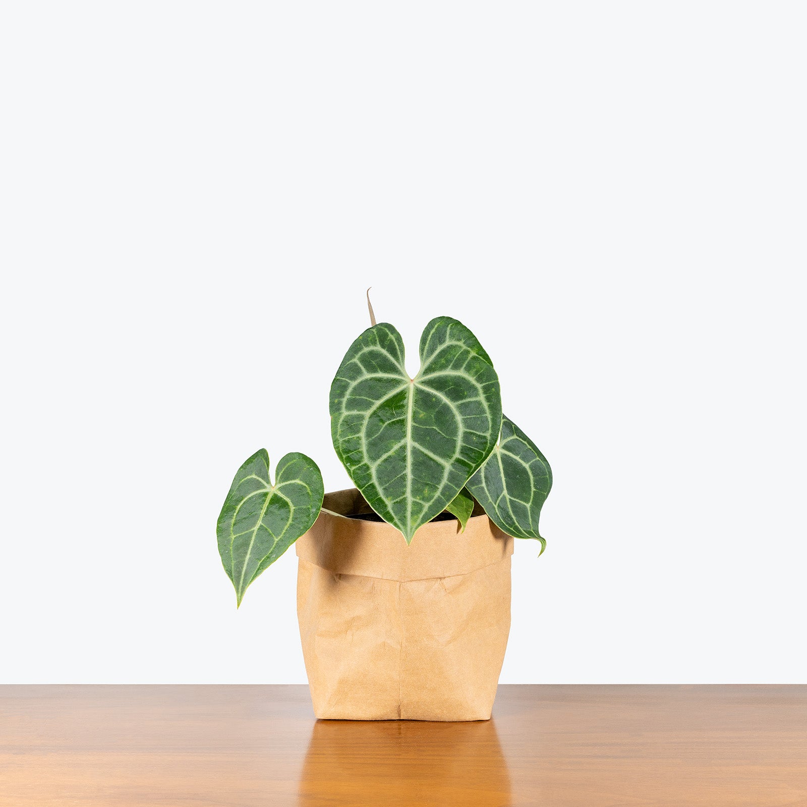 Anthurium Clarinervium | Care Guide and Pro Tips - Delivery from Toronto across Canada - JOMO Studio