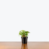 Anthurium Crystallinum — 4" Pot - Bush