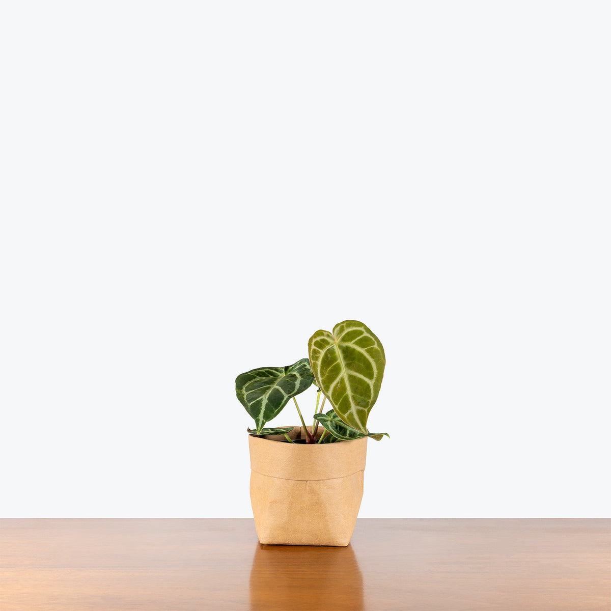 Anthurium Crystallinum | Care Guide and Pro Tips - Delivery from Toronto across Canada - JOMO Studio
