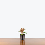 Anthurium Dorayaki — 4" Pot
