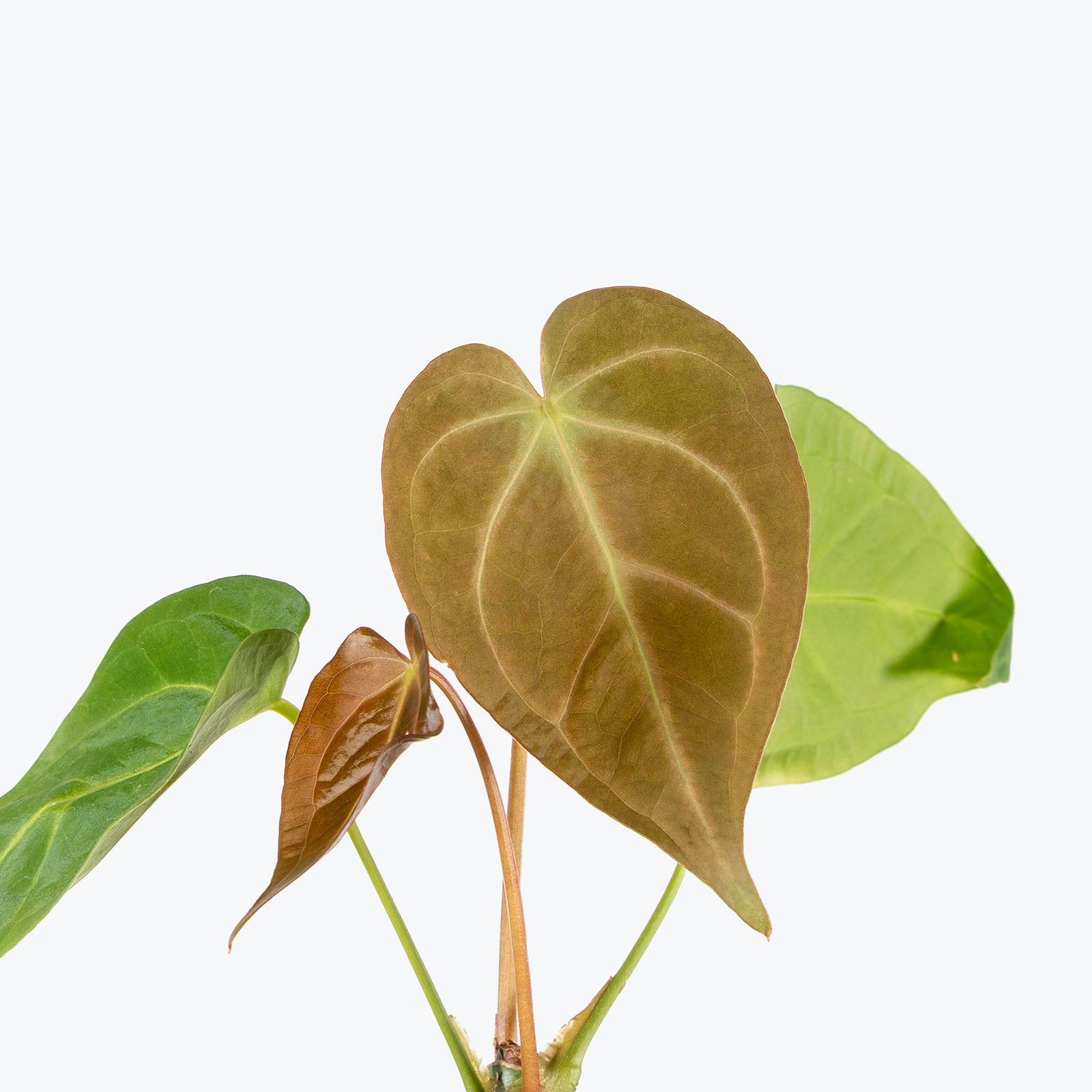 Anthurium Magnificum | Care Guide and Pro Tips - Delivery from Toronto across Canada - JOMO Studio