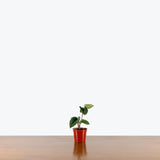 Anthurium Radicans x Luxurians — 2.5" Pot