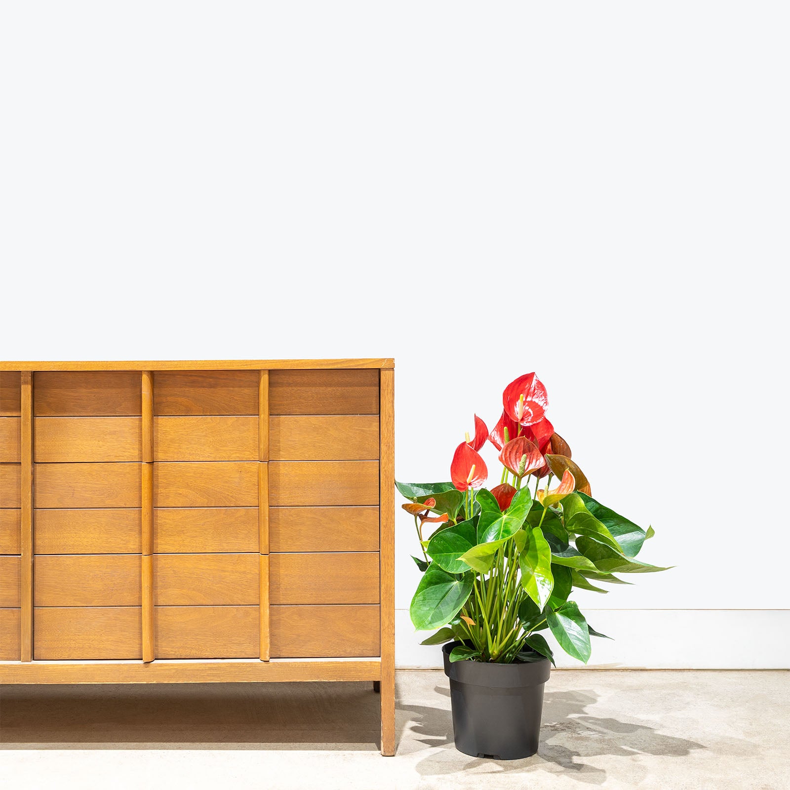 Anthurium Red | Care Guide and Pro Tips - Delivery from Toronto across Canada - JOMO Studio