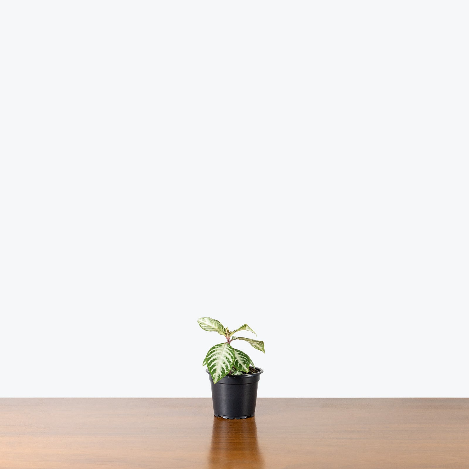 Aphelandra Snowflake Zebra Plant | Care Guide and Pro Tips - Delivery from Toronto across Canada - JOMO Studio