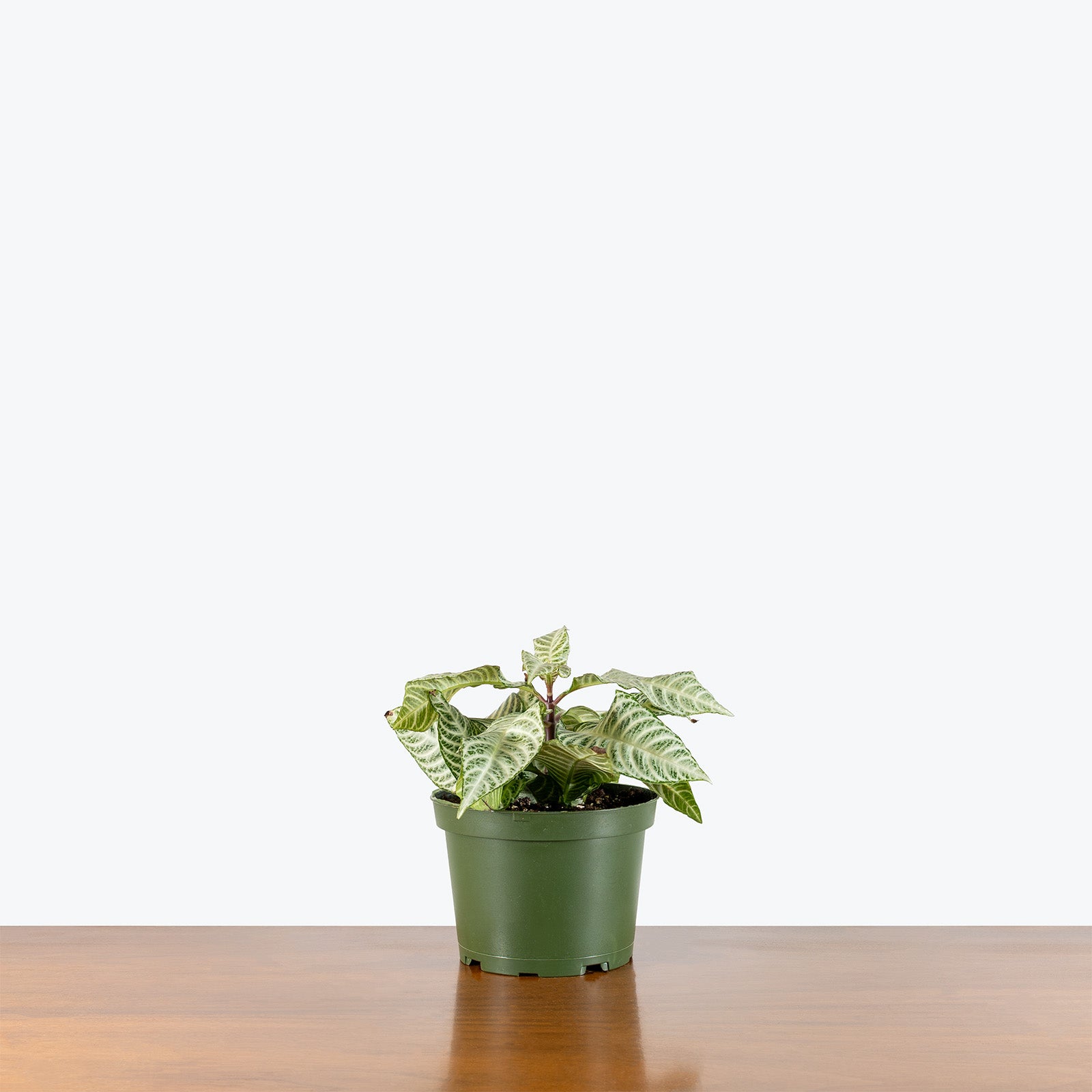 Aphelandra Snowflake Zebra Plant | Care Guide and Pro Tips - Delivery from Toronto across Canada - JOMO Studio