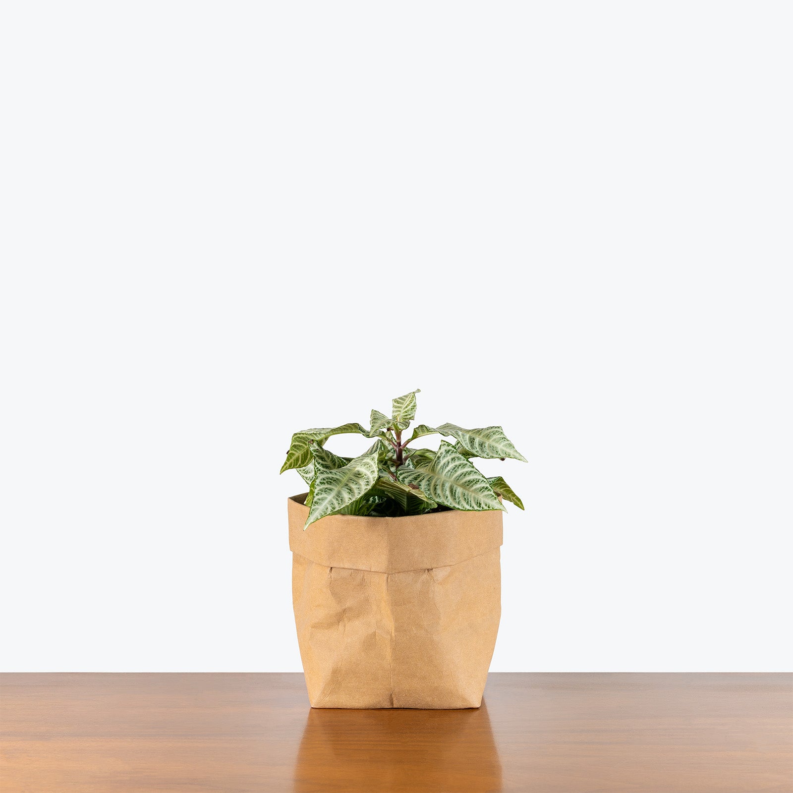 Aphelandra Snowflake Zebra Plant | Care Guide and Pro Tips - Delivery from Toronto across Canada - JOMO Studio