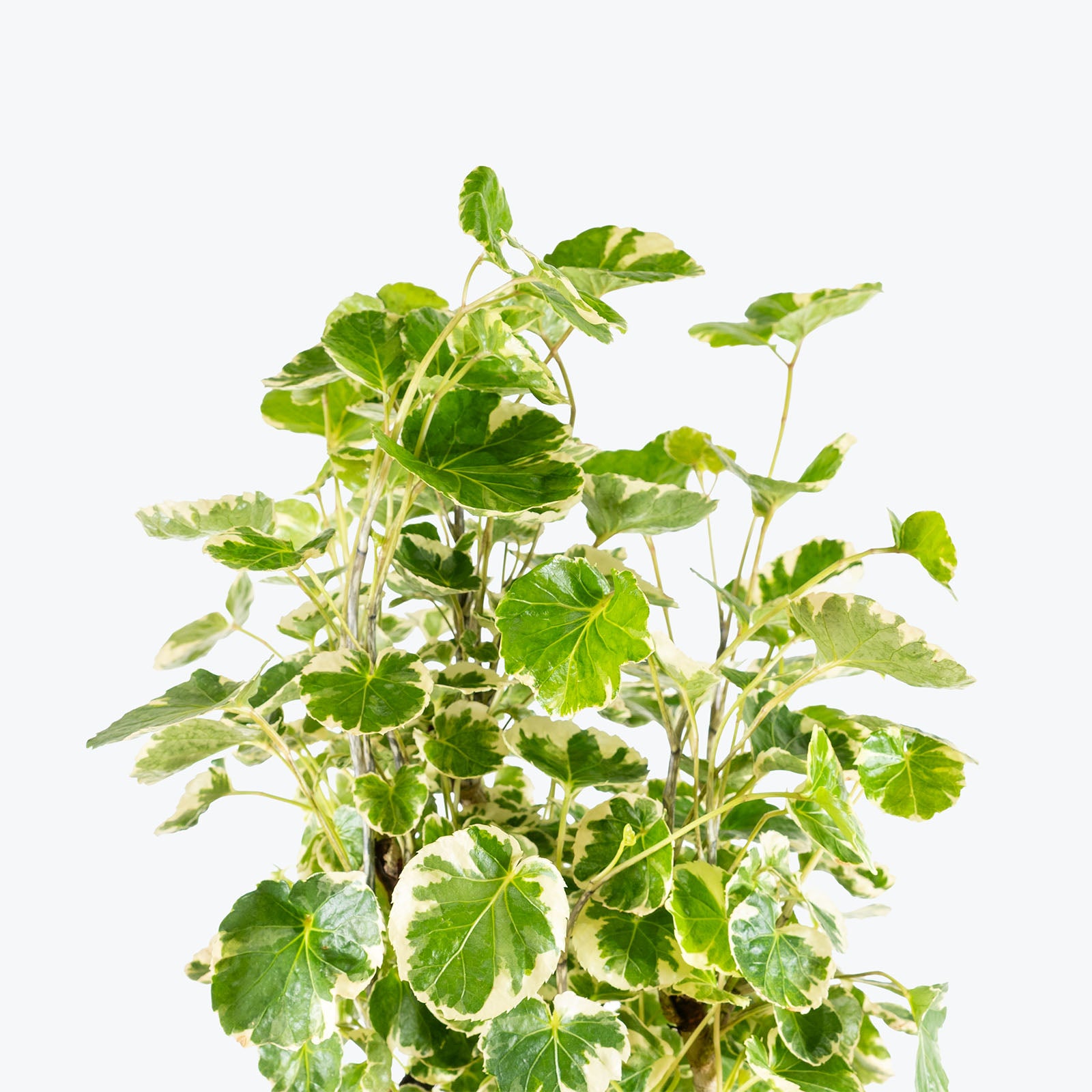 Aralia Balfour Stump Variegated | Care Guide and Pro Tips - Delivery from Toronto across Canada - JOMO Studio