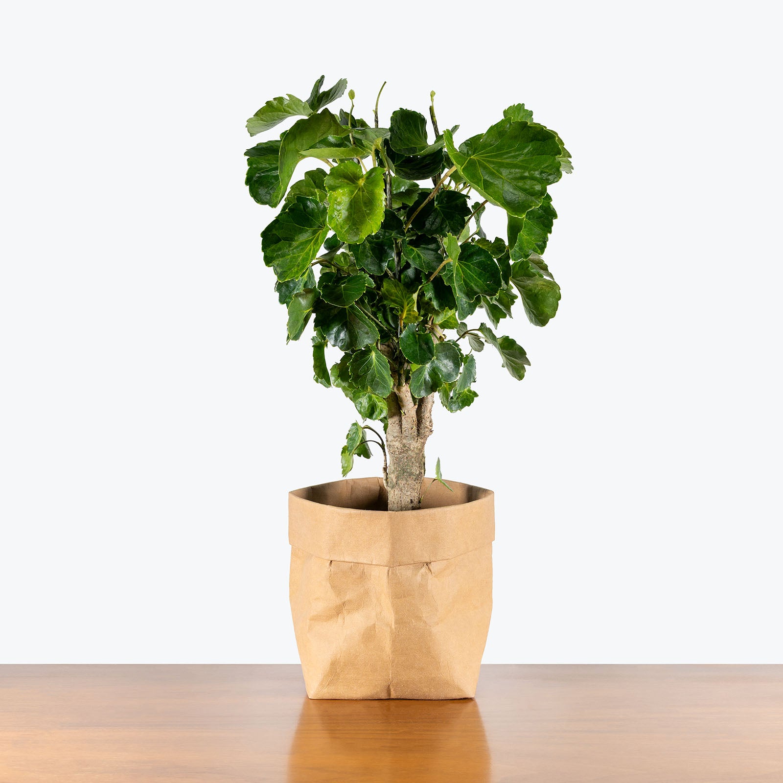 Aralia Balfouriana Stump | Care Guide and Pro Tips - Delivery from Toronto across Canada - JOMO Studio