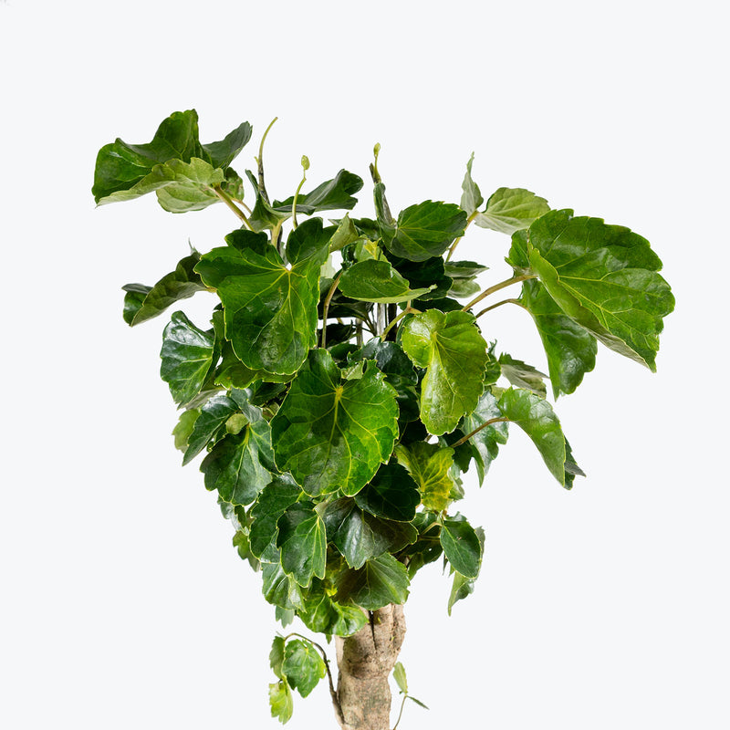 Aralia Balfouriana Stump | Care Guide and Pro Tips - Delivery from Toronto across Canada - JOMO Studio