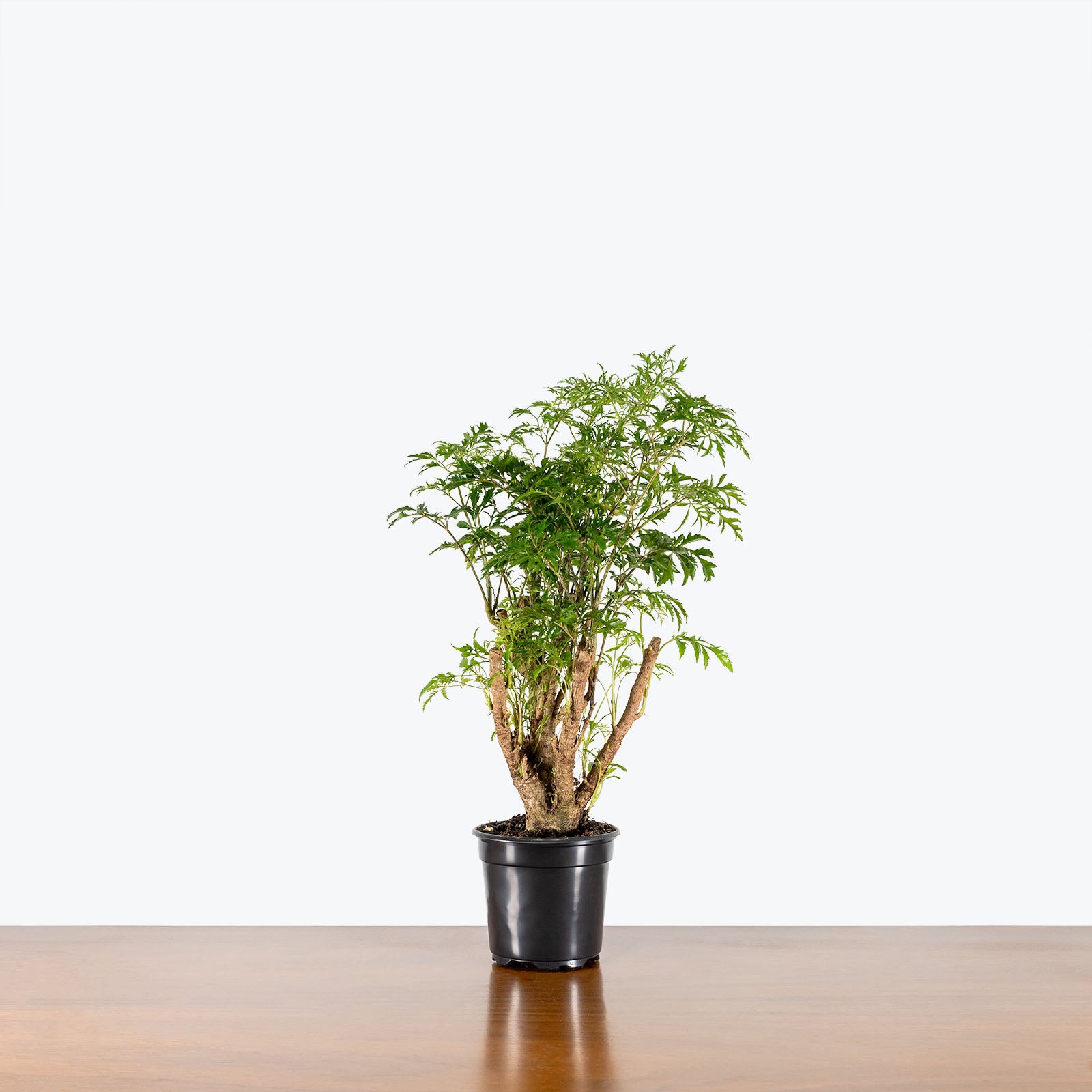 Aralia Ming Stump - House Plants Delivery Toronto - JOMO Studio