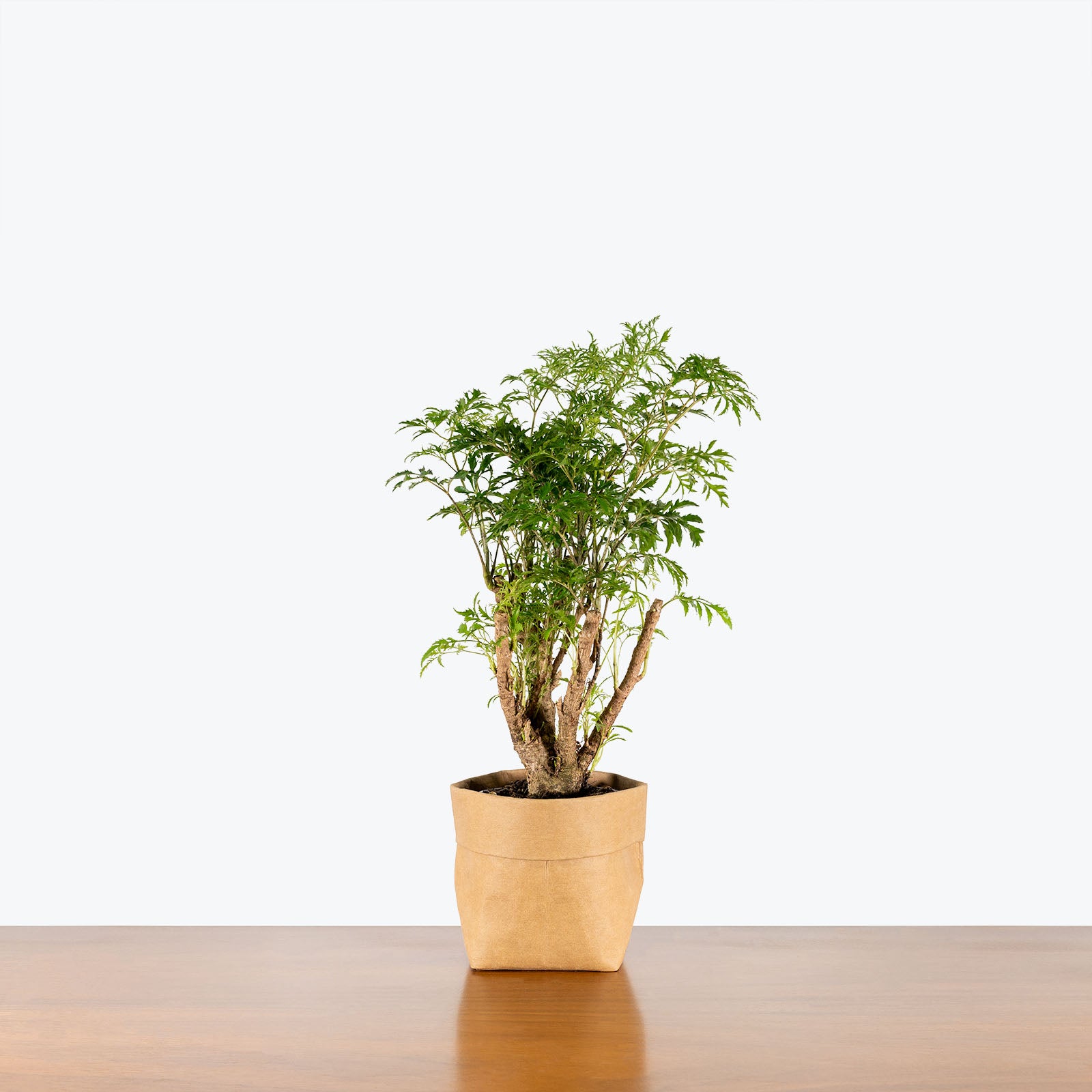 Aralia Ming Stump - House Plants Delivery Toronto - JOMO Studio