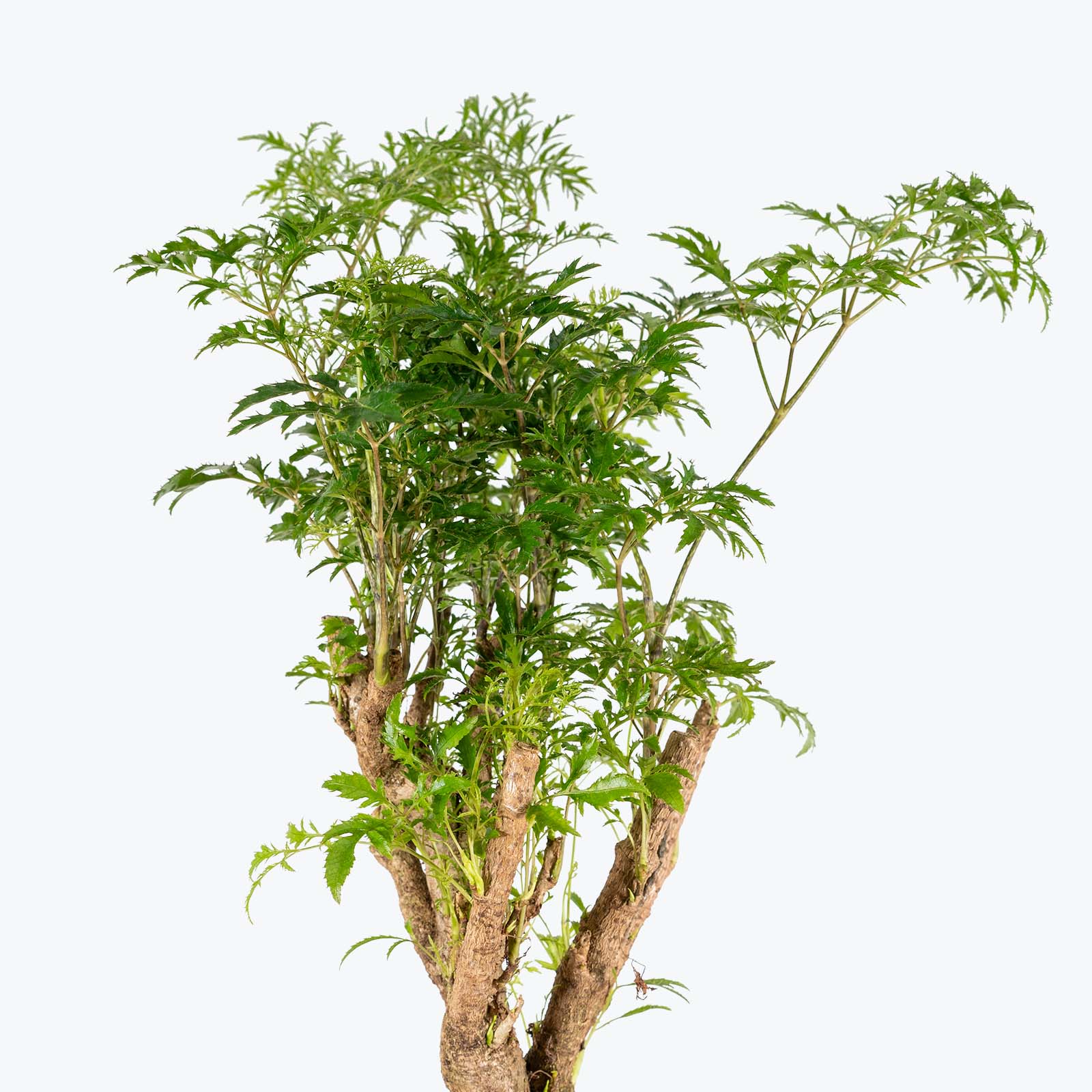 Aralia Ming Stump - House Plants Delivery Toronto - JOMO Studio