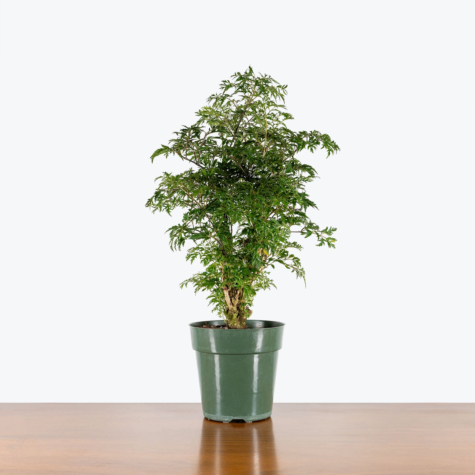 Aralia Ming Stump - House Plants Delivery Toronto - JOMO Studio