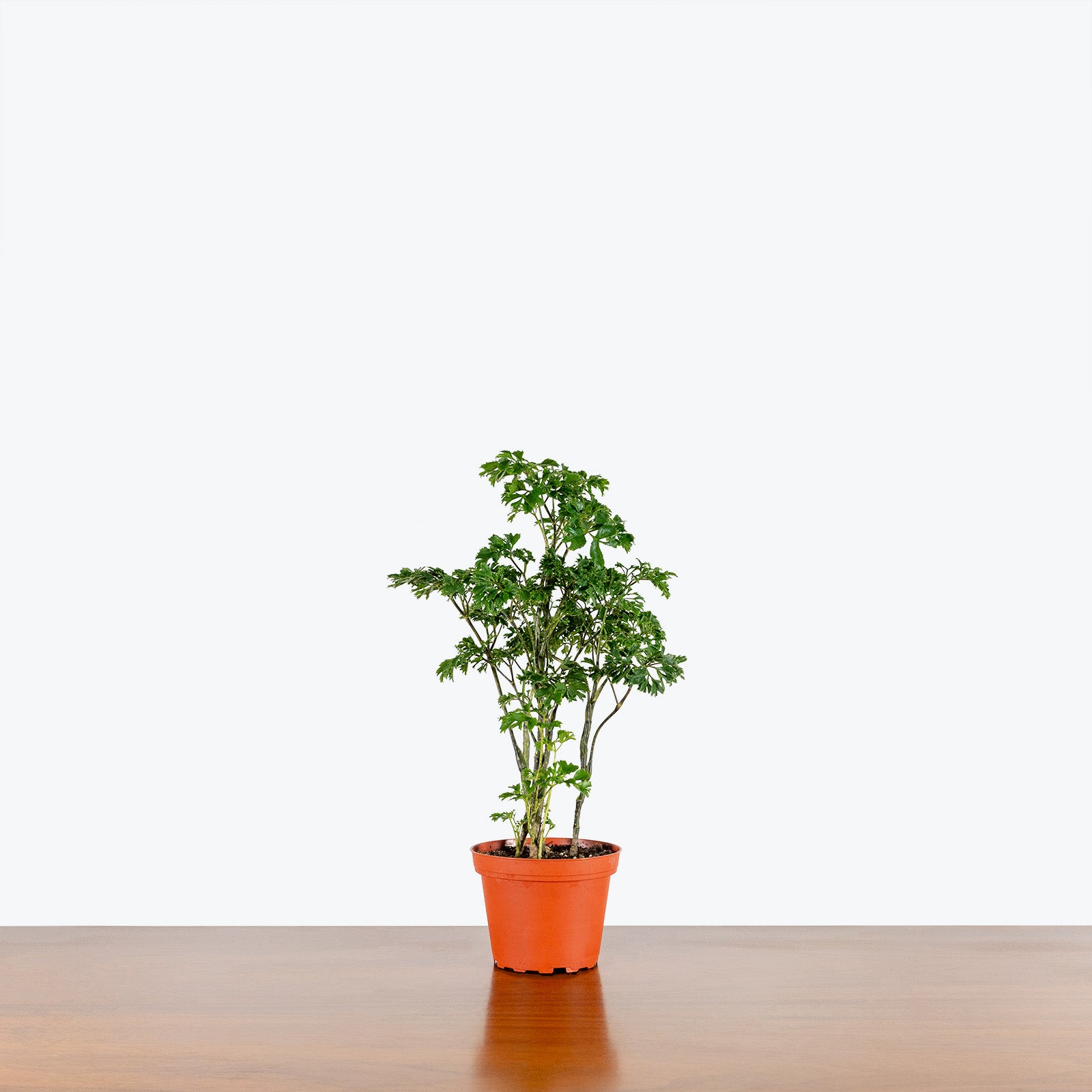 Aralia Parsley - Toronto's Online Plant Store - Delivering Across Canada - JOMO Studio