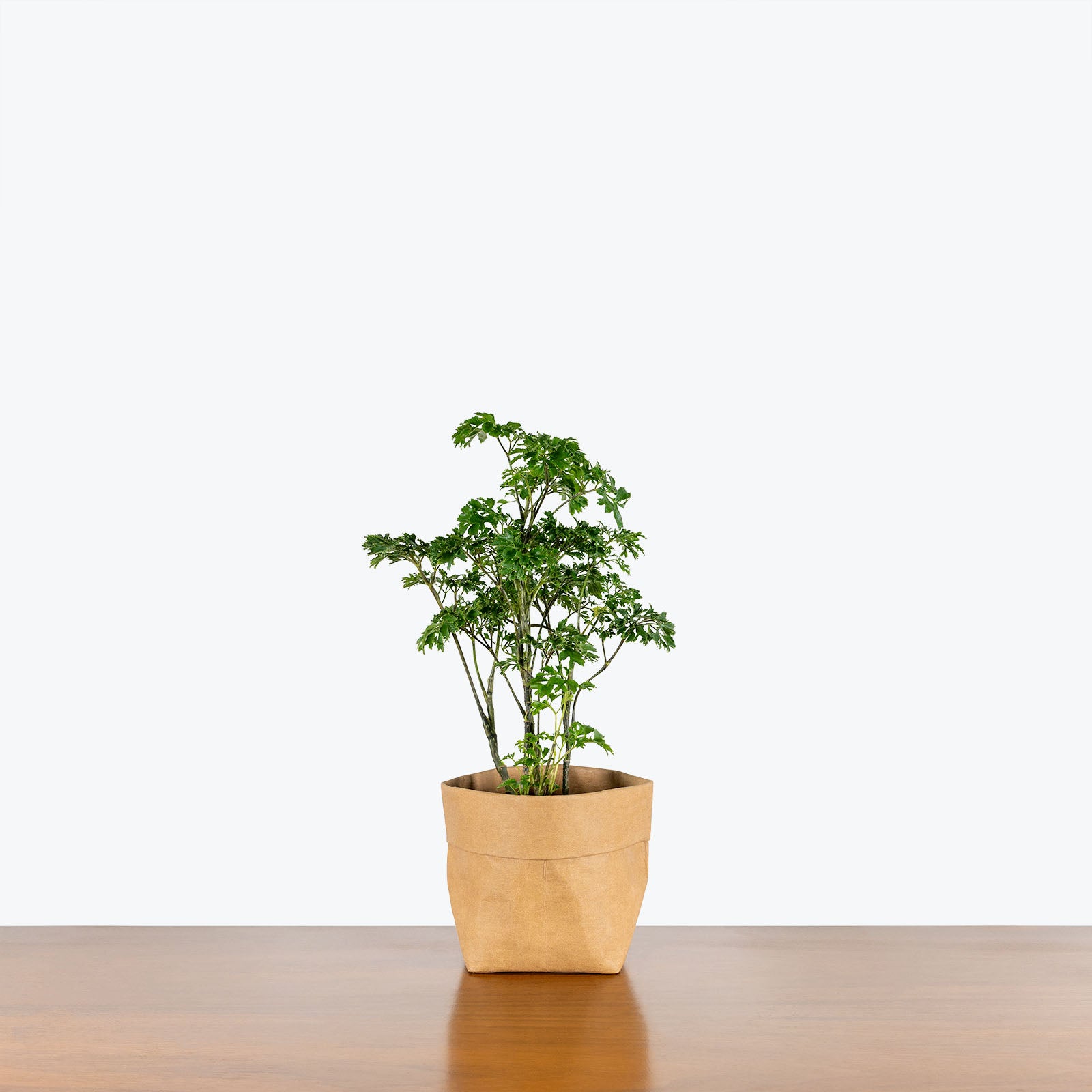 Aralia Parsley - Toronto's Online Plant Store - Delivering Across Canada - JOMO Studio