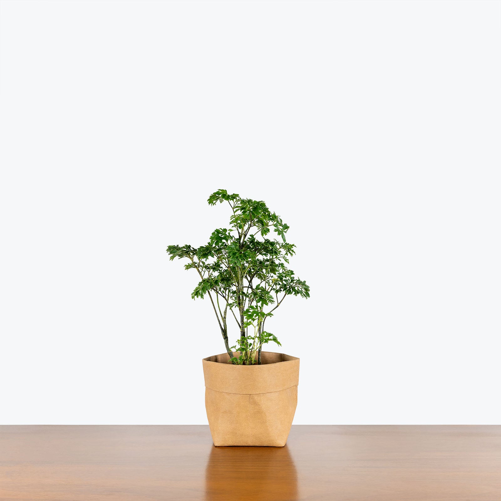 Aralia Parsley Toronto's Online Plant Store Delivering Across