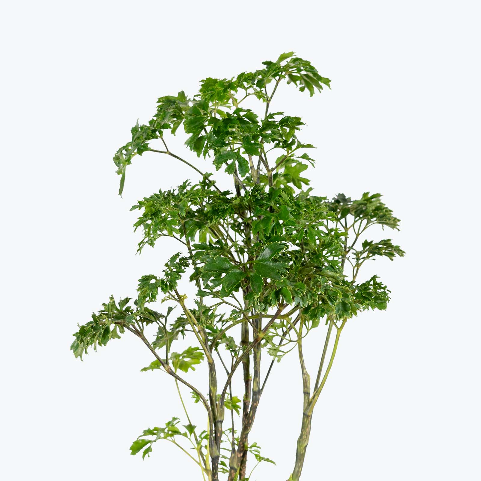 Aralia Parsley - Toronto's Online Plant Store - Delivering Across Canada - JOMO Studio