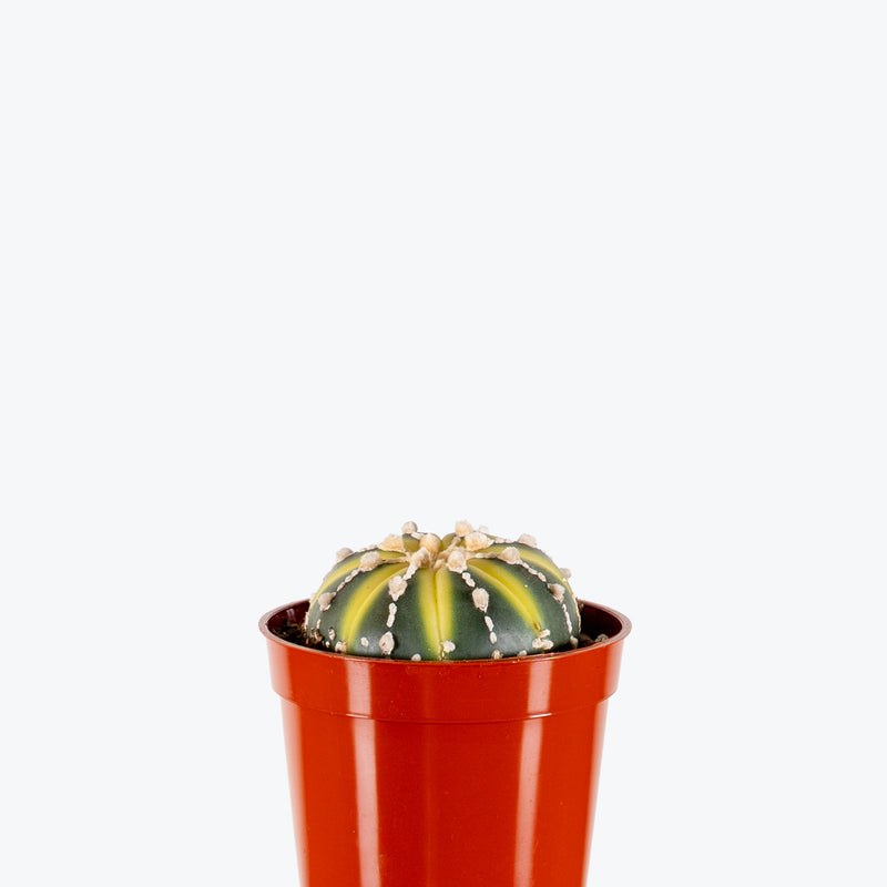 Astrophytum Asterias Variegated | Care Guide and Pro Tips - Delivery from Toronto across Canada - JOMO Studio