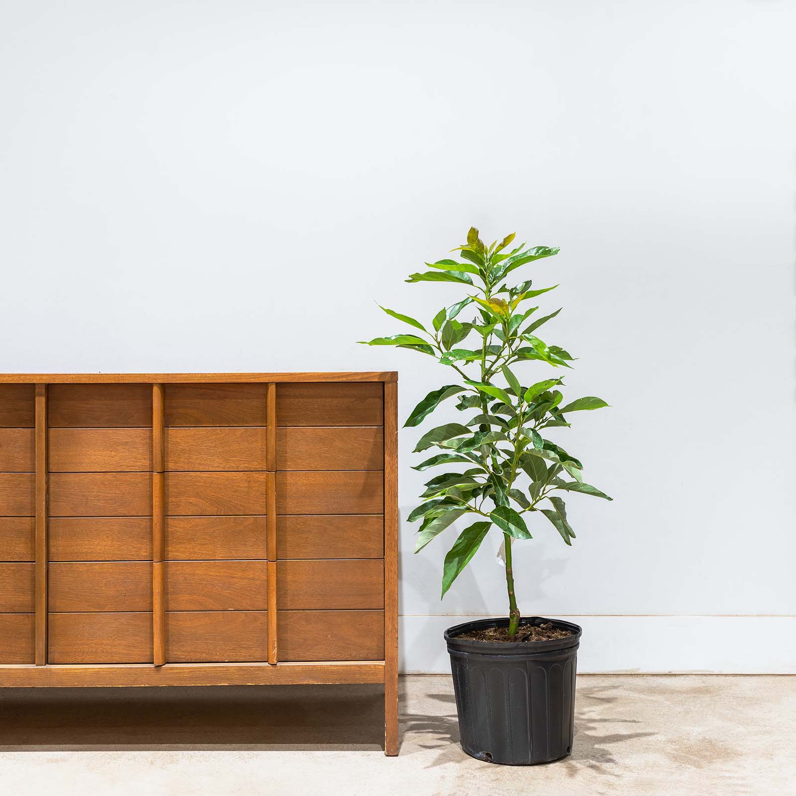 Avocado Tree - Persea americana - Toronto's Online Plant Store - Delivering Across Canada - JOMO Studio