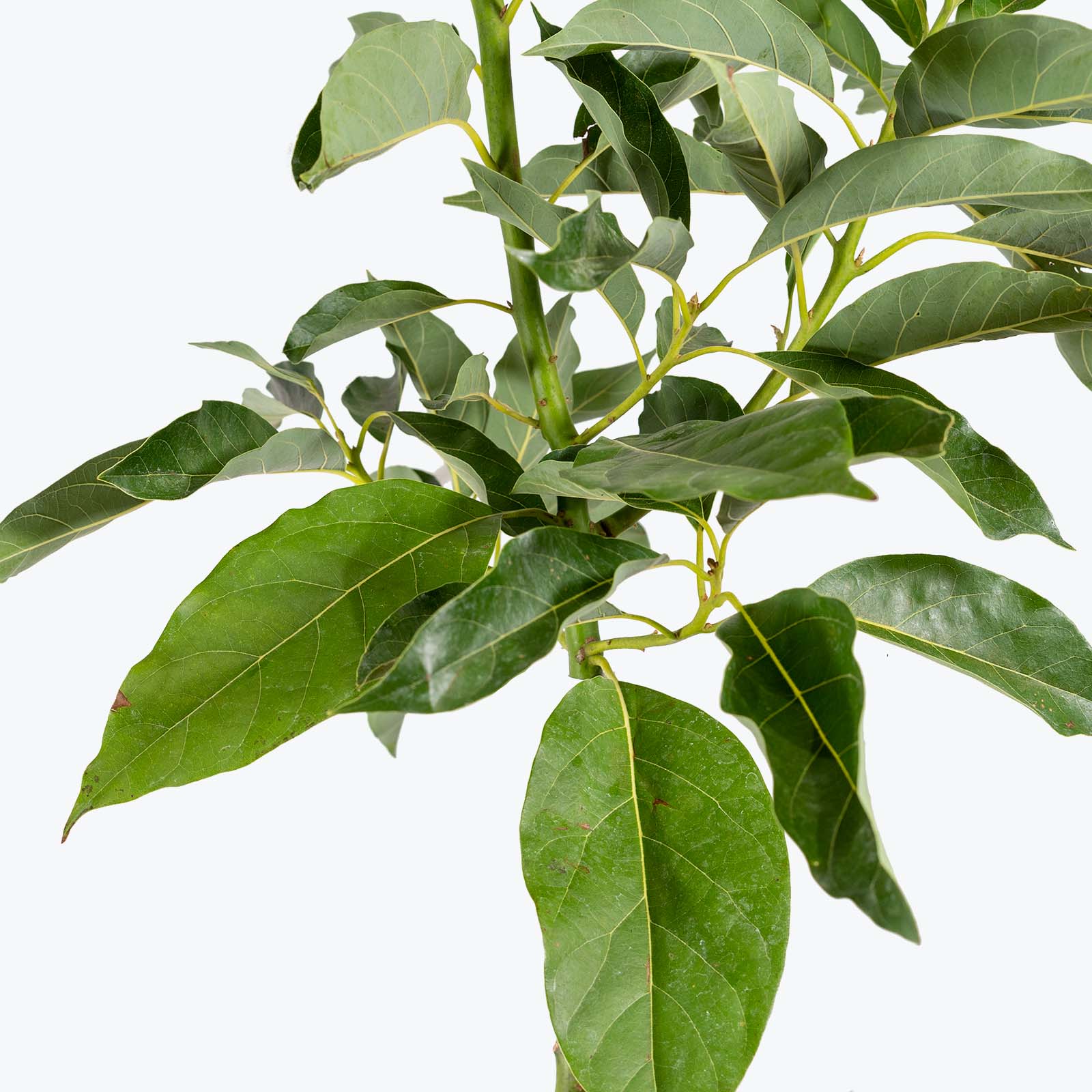 Avocado Tree - Persea americana - Toronto's Online Plant Store - Delivering Across Canada - JOMO Studio