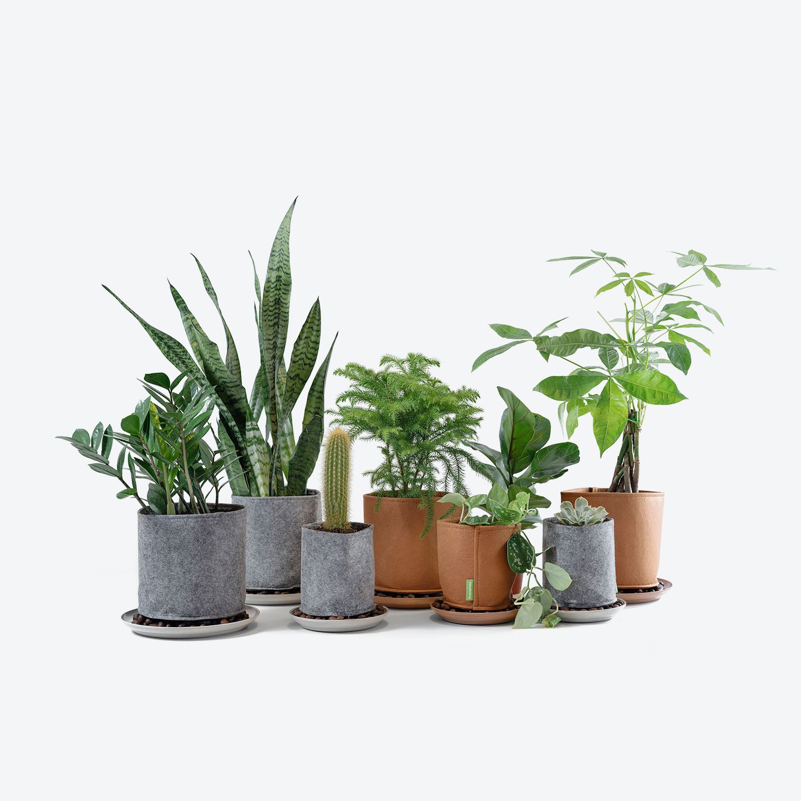 Bagoplant Grow Bag Kit - House Plants Delivery Toronto - JOMO Studio