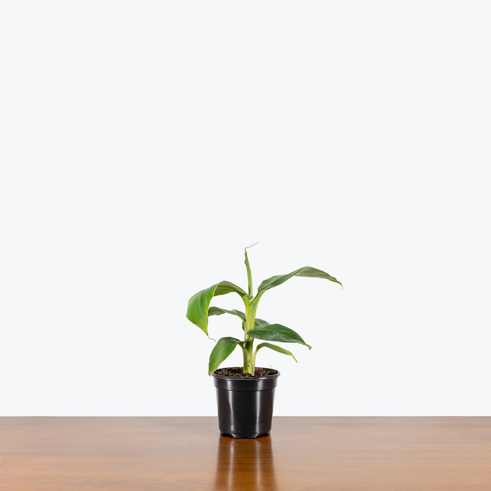 Musa Cavendish - Banana Plant - House Plants Delivery Toronto - JOMO Studio