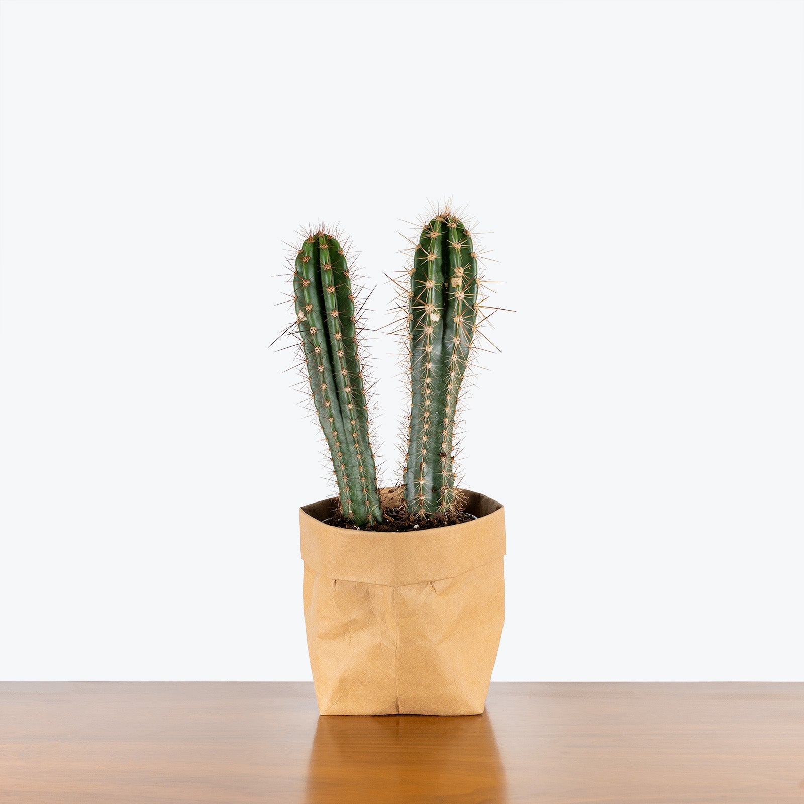 Baseball Bat Cactus - House Plants Delivery Toronto - JOMO Studio