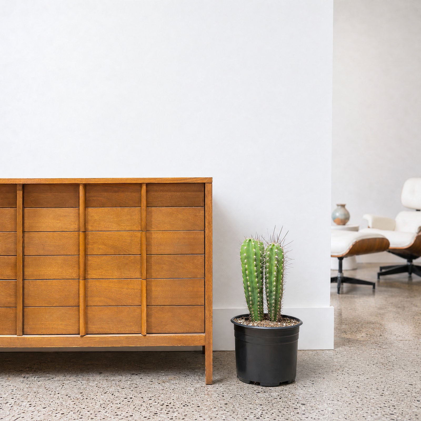 Baseball Bat Cactus | Care Guide and Pro Tips - Delivery from Toronto across Canada - JOMO Studio