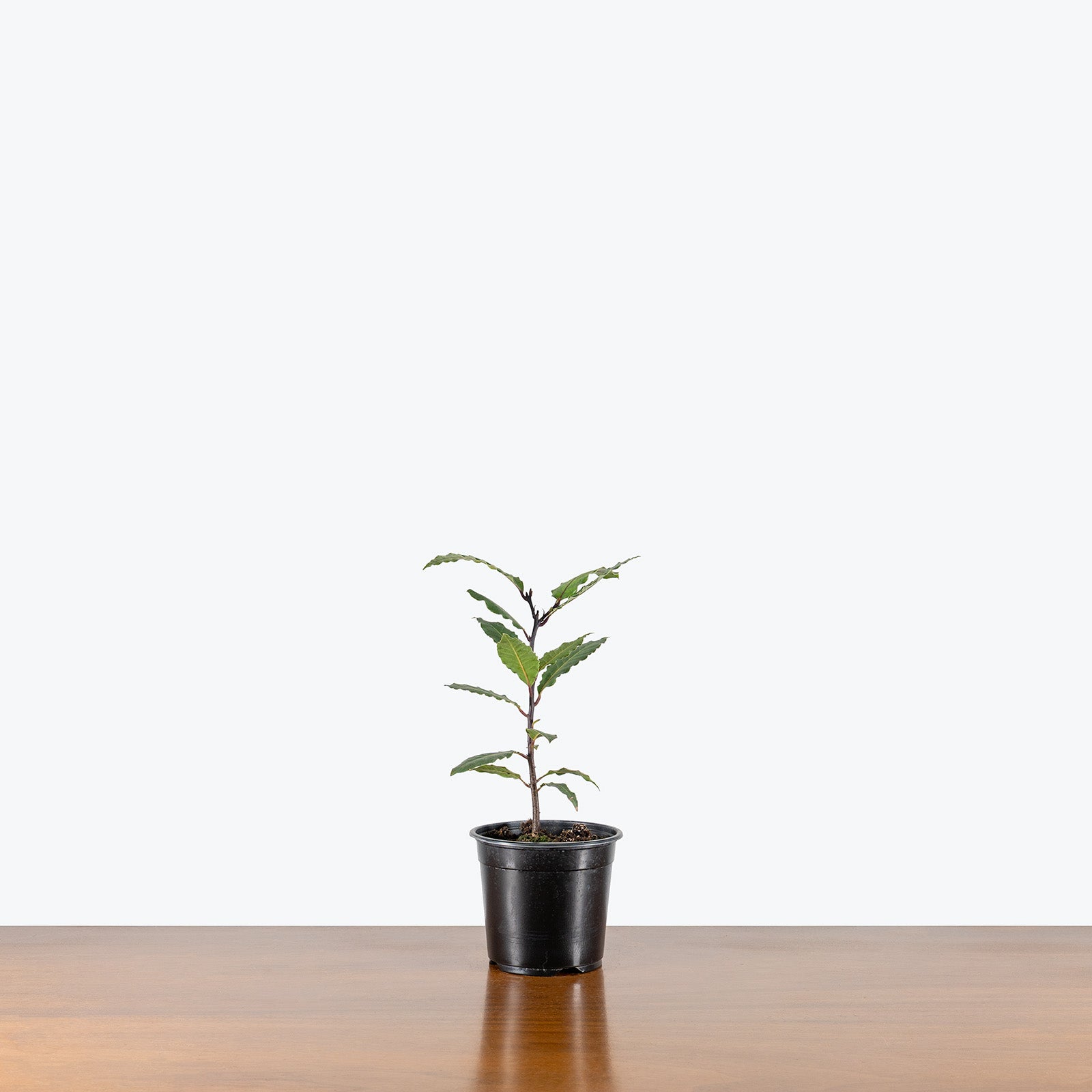 Bay Laurel | Care Guide and Pro Tips - Delivery from Toronto across Canada - JOMO Studio
