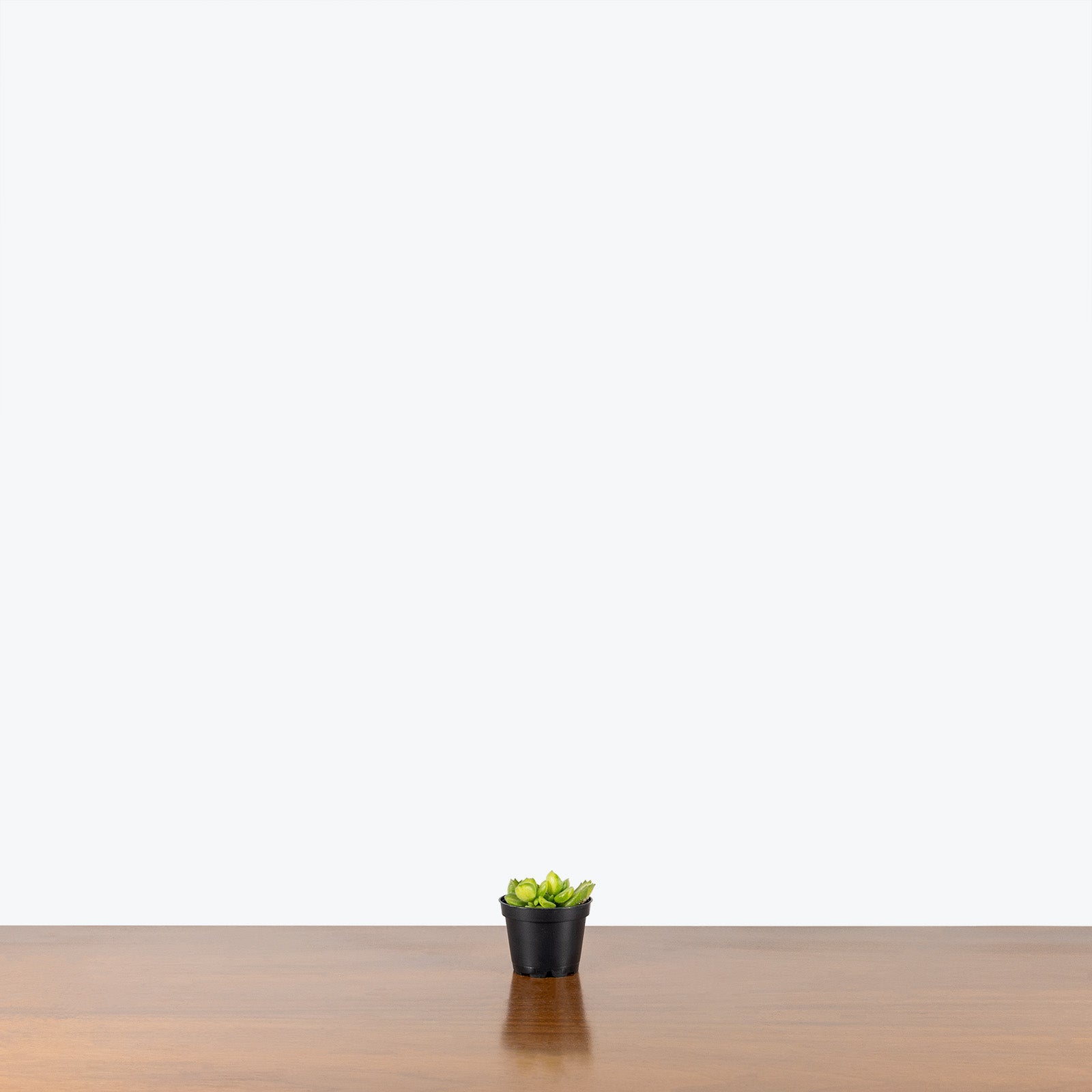 Bear's Paw Succulent Variegated | Cotyledon Tomentosa Variegata | Care Guide and Pro Tips - Delivery from Toronto across Canada - JOMO Studio