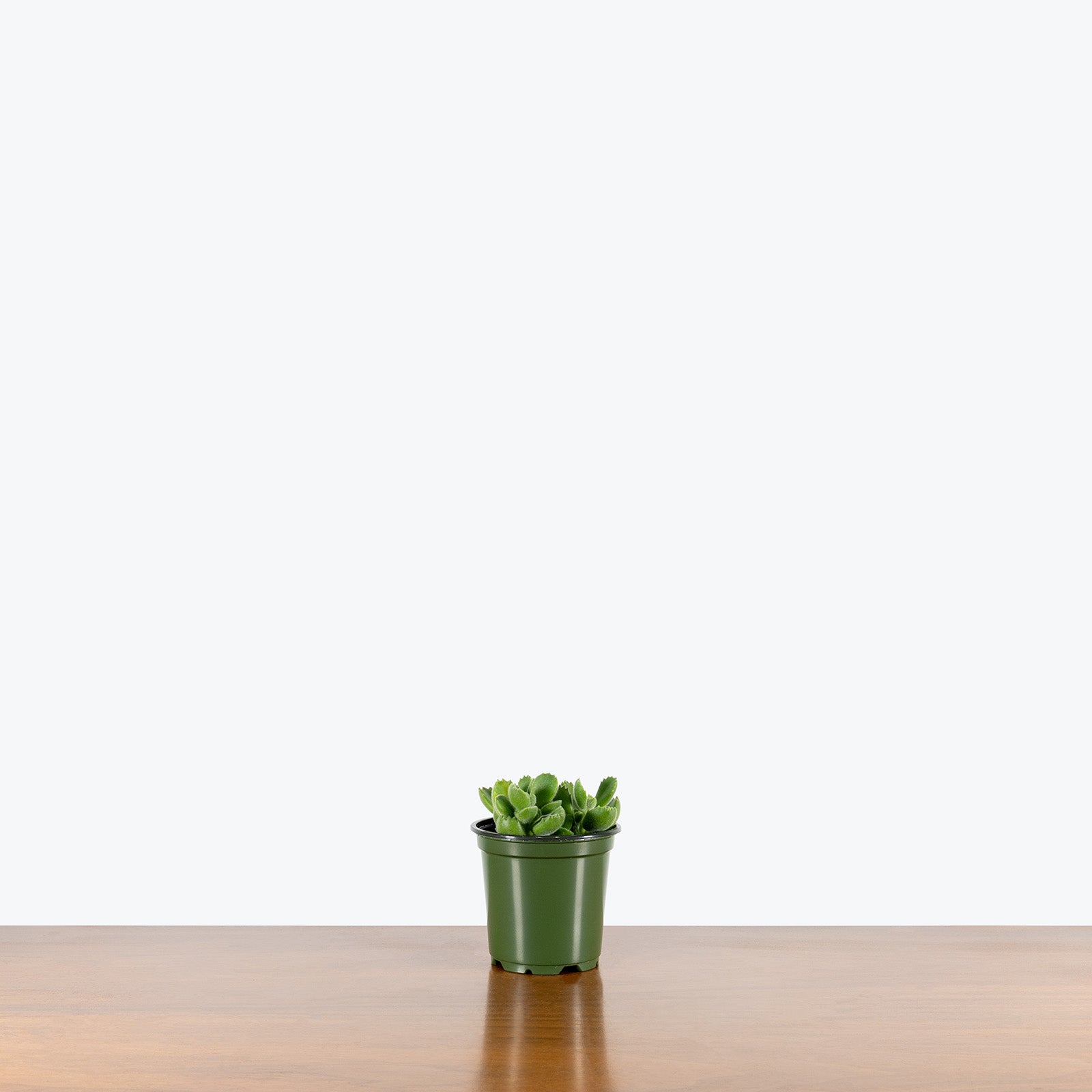 Bear's Paw Succulent | Cotyledon Tomentosa | Care Guide and Pro Tips - Delivery from Toronto across Canada - JOMO Studio