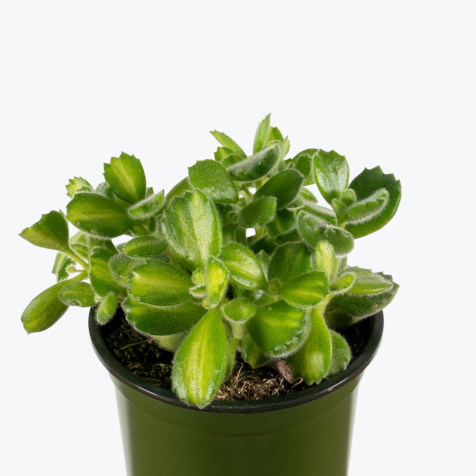 Bear's Paw Succulent Variegated | Cotyledon Tomentosa Variegata | Care Guide and Pro Tips - Delivery from Toronto across Canada - JOMO Studio