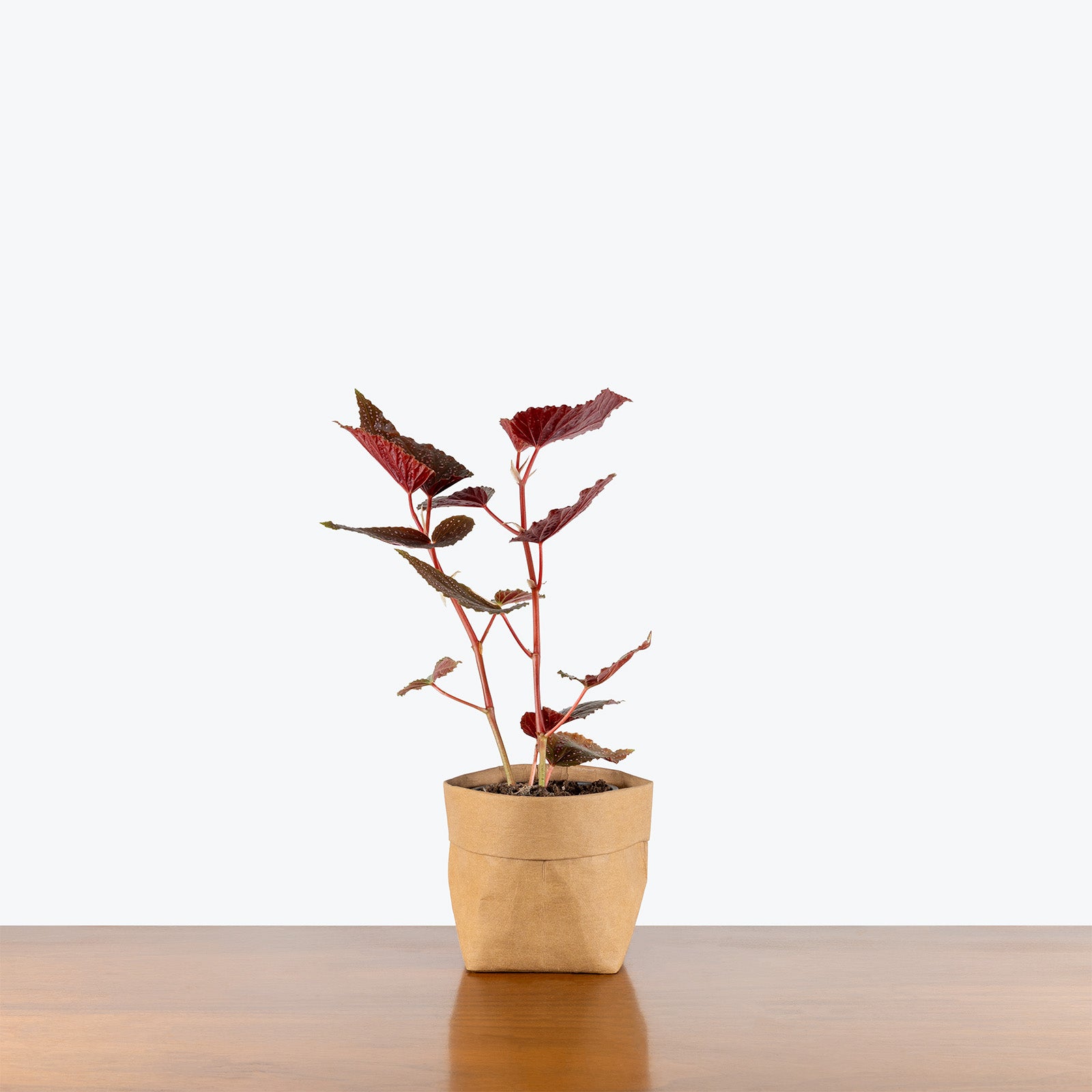Begonia Benigo Pink | Care Guide and Pro Tips - Delivery from Toronto across Canada - JOMO Studio
