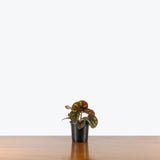 Begonia Boulder — 4" Pot (blemishes expected)