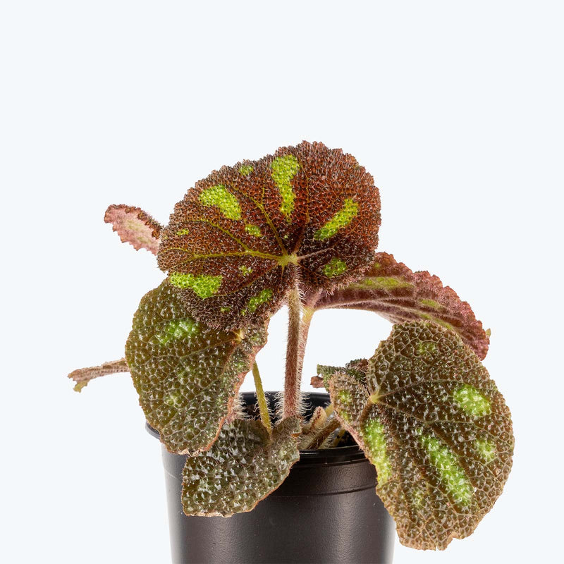 Begonia Boulder | Care Guide and Pro Tips - Delivery from Toronto across Canada - JOMO Studio