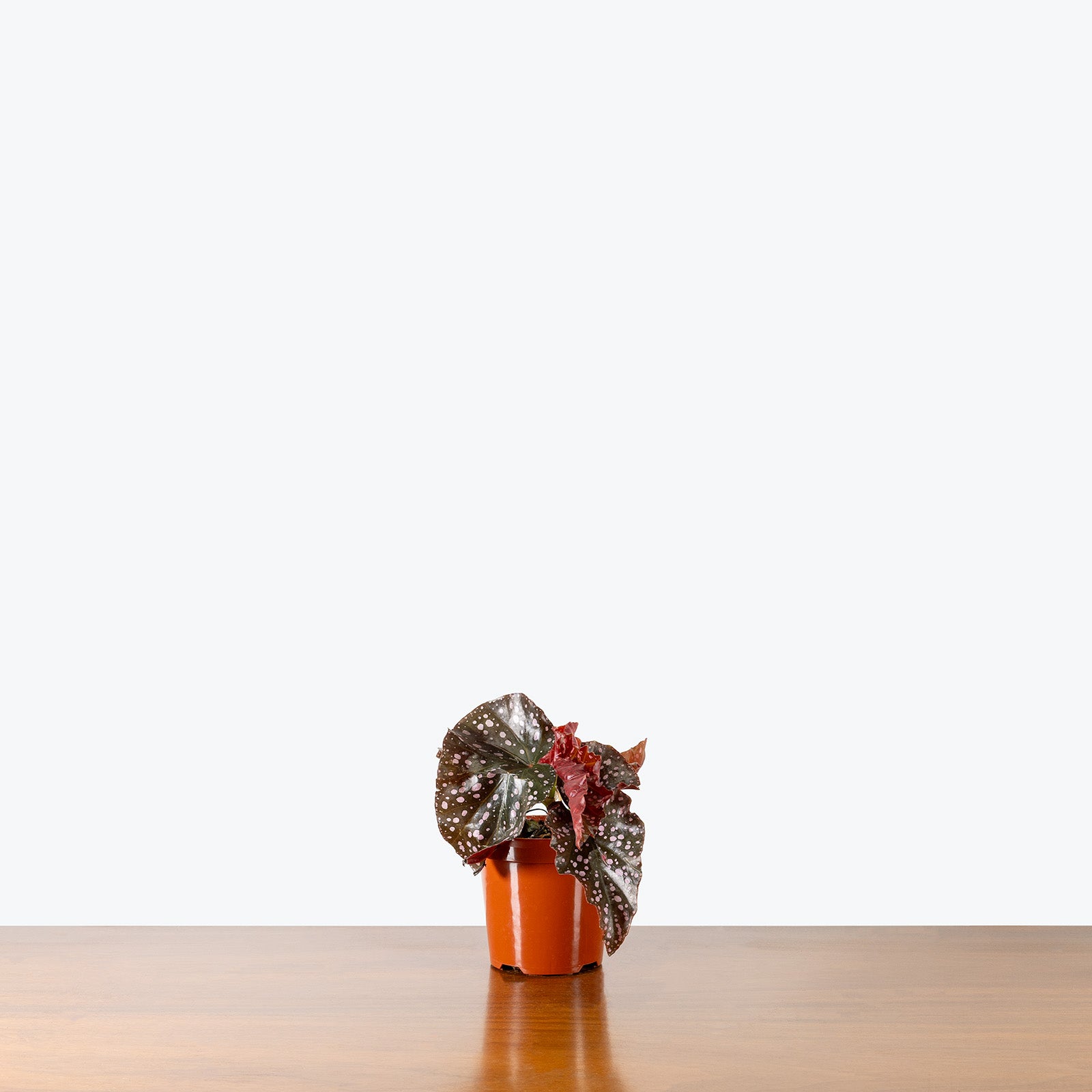 Begonia Cracklin Rosie | Care Guide and Pro Tips - Delivery from Toronto across Canada - JOMO Studio