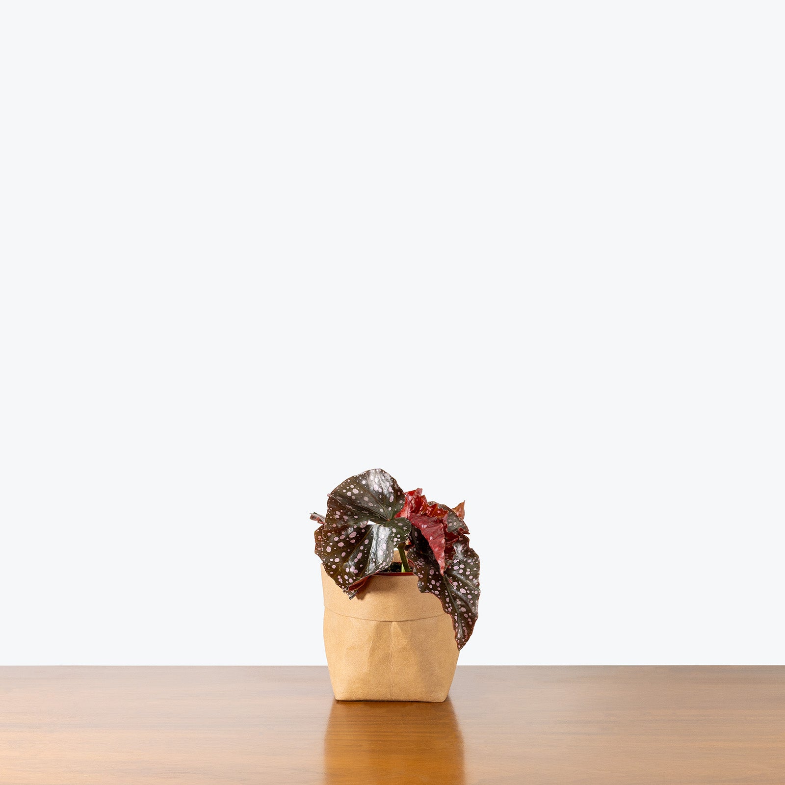 Begonia Cracklin Rosie Care Guide and Pro Tips Delivery from