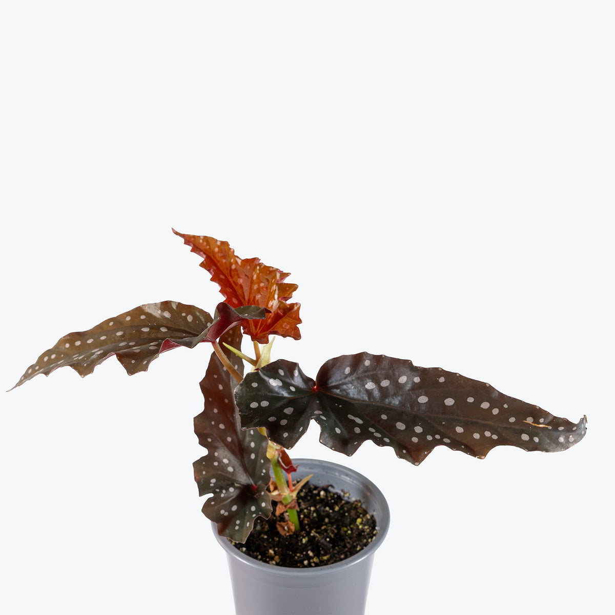 Begonia Maculata Black Forest | Care Guide and Pro Tips - Delivery from Toronto across Canada - JOMO Studio